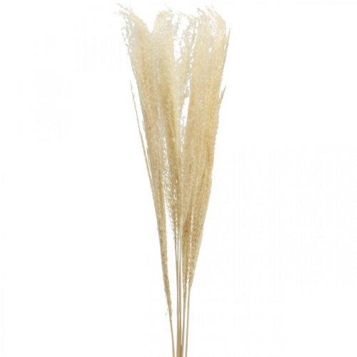 Floristik24 Dried decorative grass natural ornamental grass dry decoration 6 stems