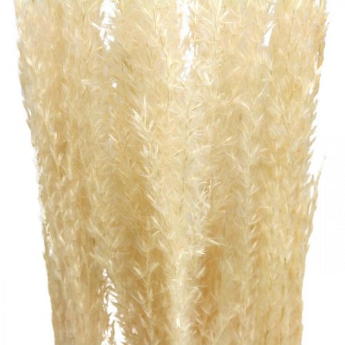 Floristik24 Dried decorative grass natural ornamental grass dry decoration 6 stems