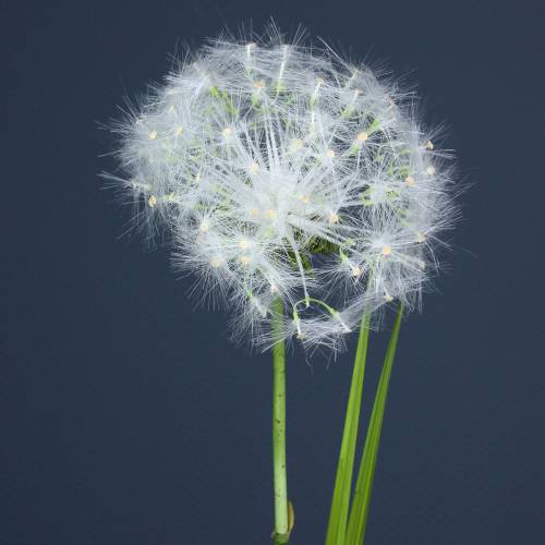 Floristik24 Decorative dandelion 100cm