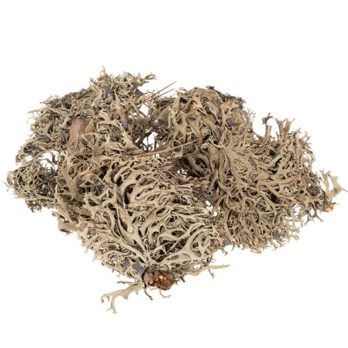 Decorative moss, grey moss for crafts, 500g buy online | Floristik24.ie
