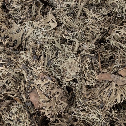 Decorative moss, grey moss for crafts, 500g | Floristik24.ie