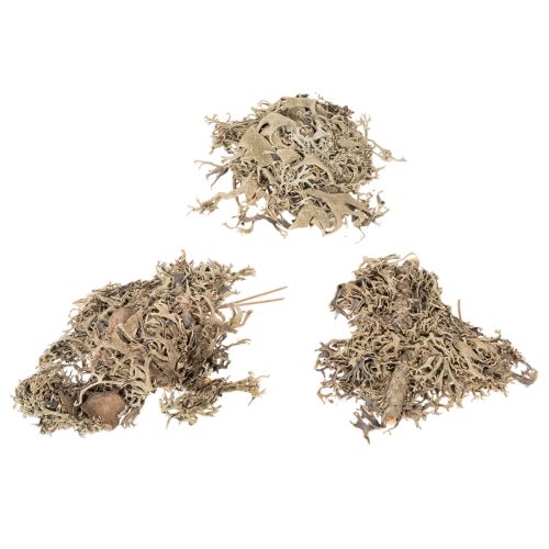 Decorative moss, grey moss for crafts, 500g | Floristik24.ie