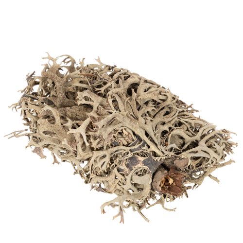 Decorative moss, grey moss for crafts, 500g | Floristik24.ie