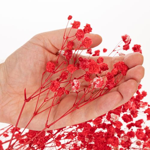Dried Baby's Breath (Gypsophila) Bunch 75cm 100g | Floristik24.ie