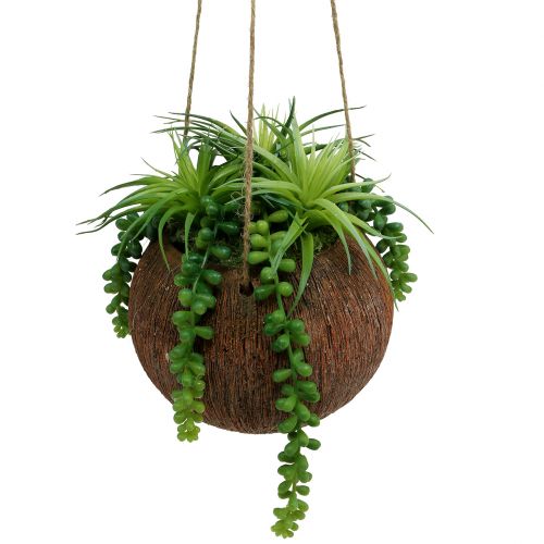 Hanging succulent plants in a pot L60cm Ø16cm