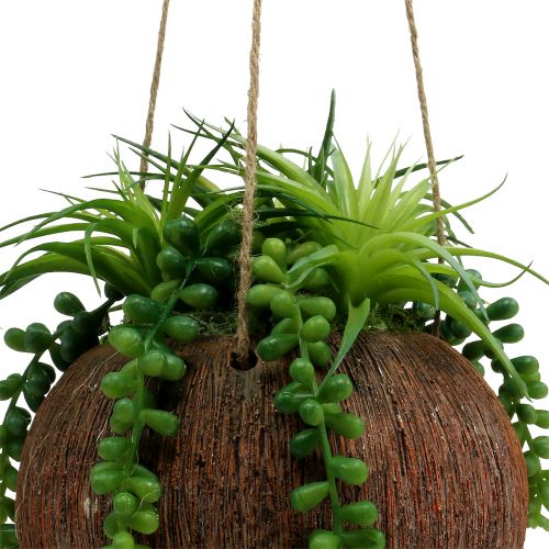 Floristik24 Hanging succulent plants in a pot L60cm Ø16cm