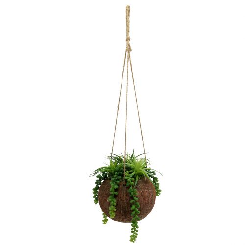 Floristik24 Hanging succulent plants in a pot L60cm Ø16cm