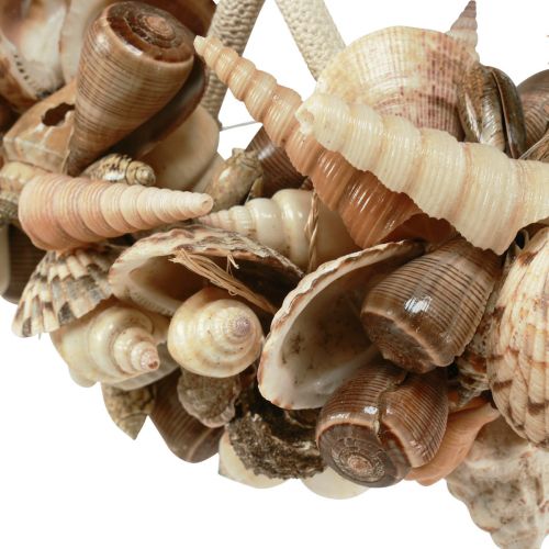 Product Decorative ring wood sea snails shell decoration natural Ø25cm