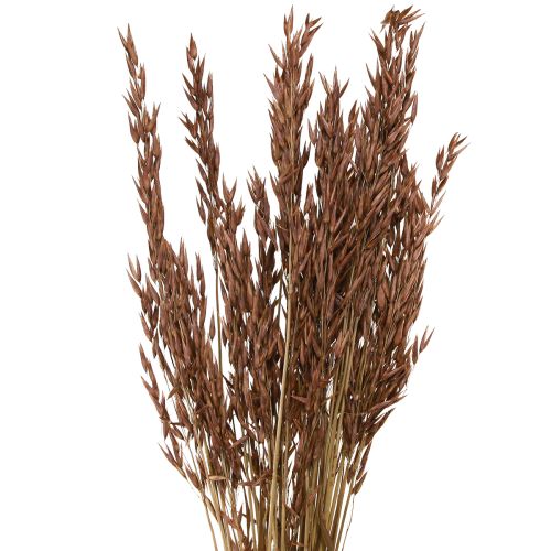 Floristik24 Oat Dry Decoration Dried Grasses Brown L64cm 70-75g 2pcs