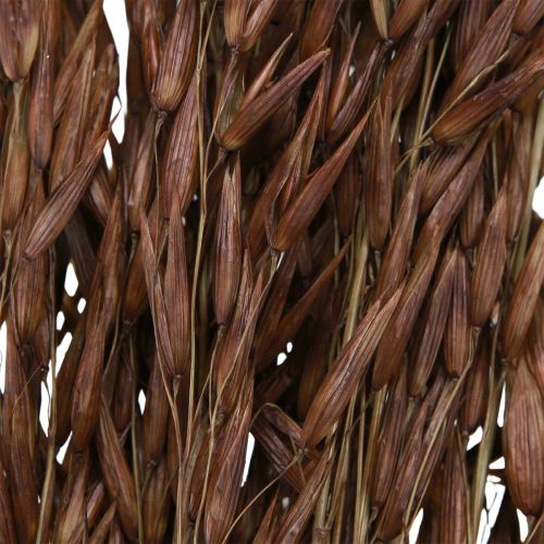 Floristik24 Oat Dry Decoration Dried Grasses Brown L64cm 70-75g 2pcs