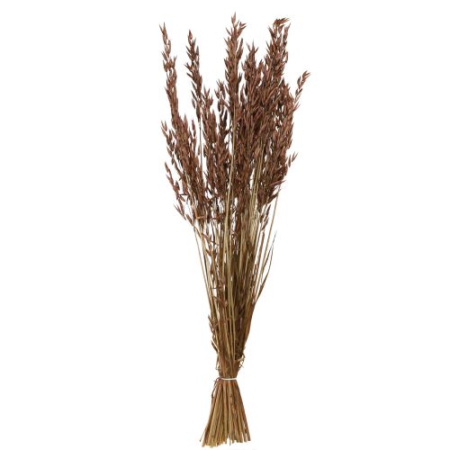 Floristik24 Oat Dry Decoration Dried Grasses Brown L64cm 70-75g 2pcs