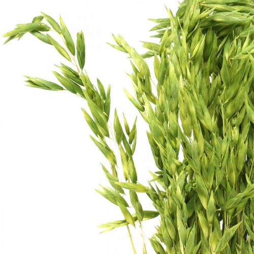Floristik24 Dried oats green grain rustic dry decoration 70cm bundle of 100g