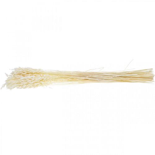 Floristik24 Dried Oats Bleached Dry Grasses Decoration 70cm 100g