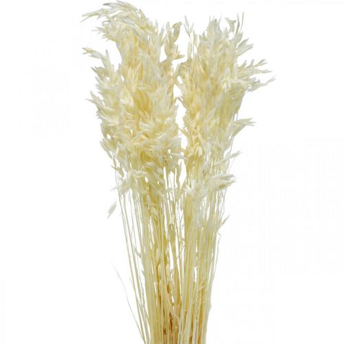 Floristik24 Dried Oats Bleached Dry Grasses Decoration 70cm 100g