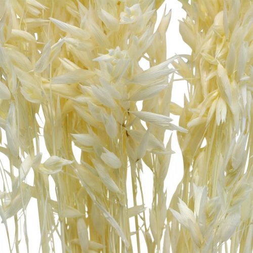 Floristik24 Dried Oats Bleached Dry Grasses Decoration 70cm 100g