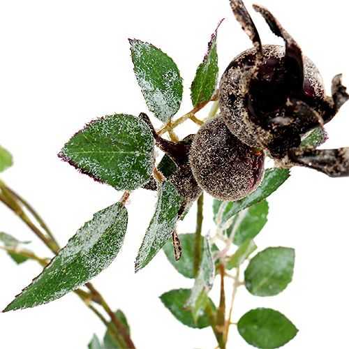 Floristik24 Rose hip branch L92cm with snow