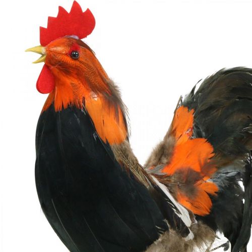 Floristik24 Decorative rooster with feathers decorative figure Easter shop window decoration H30cm
