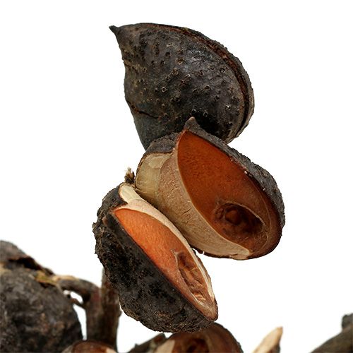 Product Hakea medium natural 5-9 heads per branch 20 pcs