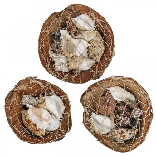 Product Half coconut shell decoration shells snail shells decoration 18-19cm 3 pcs