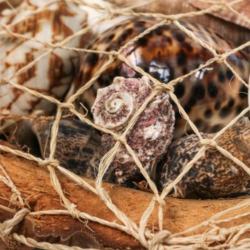 Product Half coconut shell decoration shells snail shells decoration 18-19cm 3 pcs