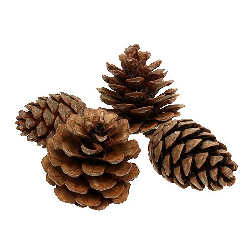 Product Halepensis cones natural 5kg