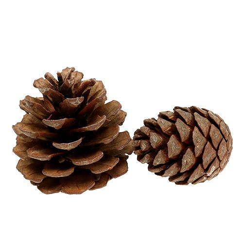 Product Halepensis cones natural 5kg