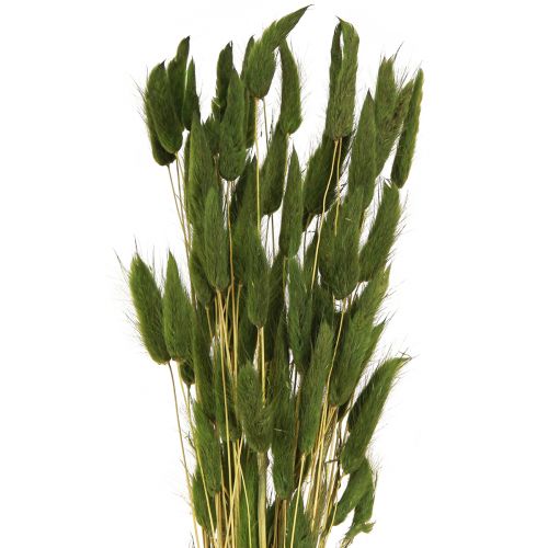 Floristik24 Rabbit's Tail Grass (Lagurus) Dried Decorative Green 50-60cm 50g Dried Flowers