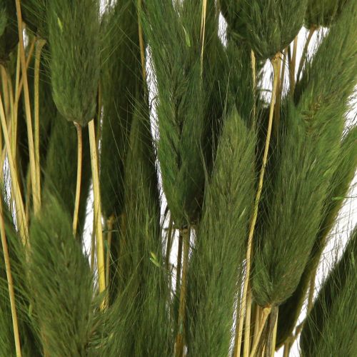 Product Rabbit's Tail Grass (Lagurus) Dried Decorative Green 50-60cm 50g Dried Flowers