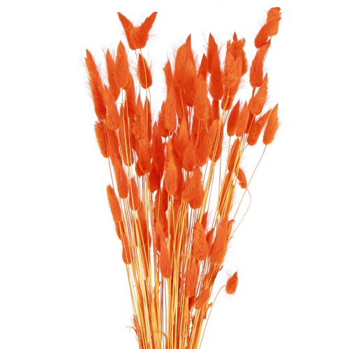 Product Orange hare&#39;s tail grass dried flower decoration 50-60cm 50g - Velvety Lagurus for table decoration &amp; crafting