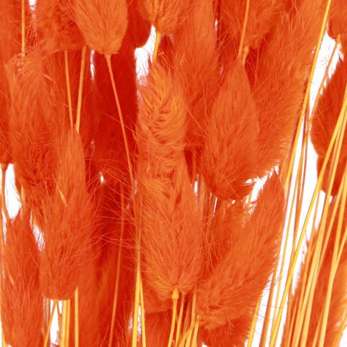 Product Orange hare&#39;s tail grass dried flower decoration 50-60cm 50g - Velvety Lagurus for table decoration &amp; crafting