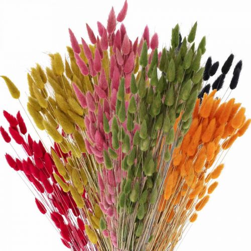 Floristik24 Hare&#39;s Tail Grass Lagurus Dried Colored 60cm 50g