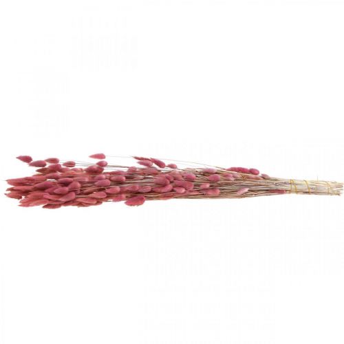 Product Rabbit's Tail Grass (Lagurus) Dried Light Pink 60cm 50g Dried Flower Decoration Artificial Boho Wedding