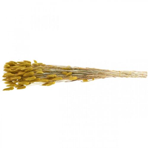 Product Rabbit's Tail Grass (Lagurus) Dried Olive 60cm 50g - Decoration, Boho, Dried Flowers