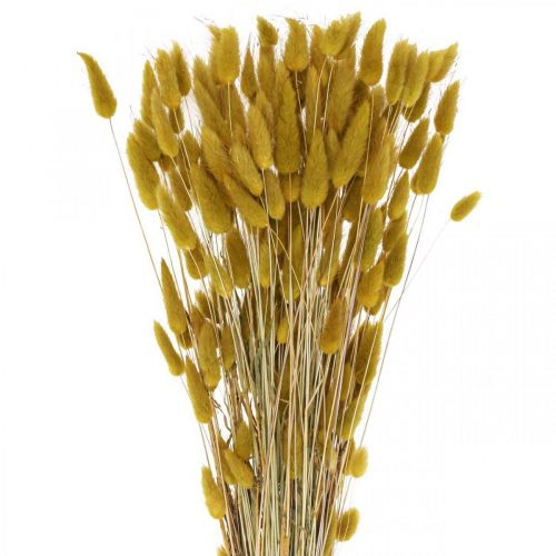 Floristik24 Rabbit Tail Grass Lagurus Dried Olive 60cm 50g