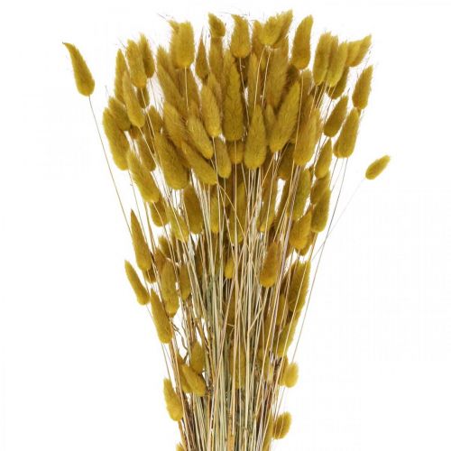 Product Rabbit&#39;s Tail Grass (Lagurus) Dried Olive 60cm 50g - Decoration, Boho, Dried Flowers