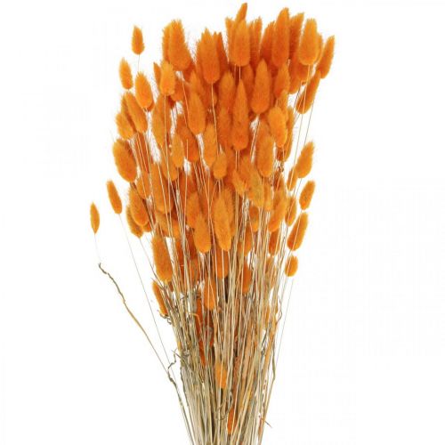 Floristik24 Rabbit Tail Grass Lagurus Dried Orange 60cm 50g