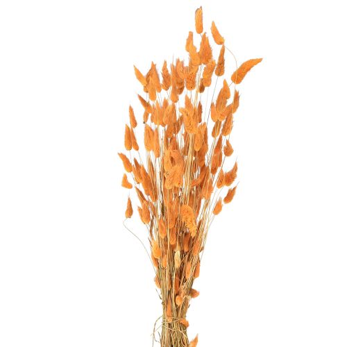 Product Lagurus Dried Rabbit&#39;s Tail Grass Apricot Decorative Dried Flowers 55-60cm 50g