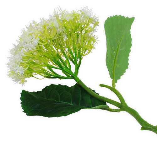 Floristik24 Elder White 42cm