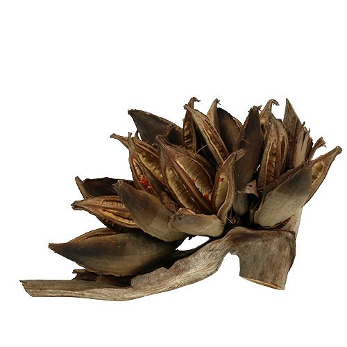 Floristik24 Wooden decoration Penca Sororoca Natural 1 pc