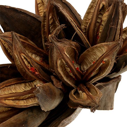 Floristik24 Wooden decoration Penca Sororoca Natural 1 pc