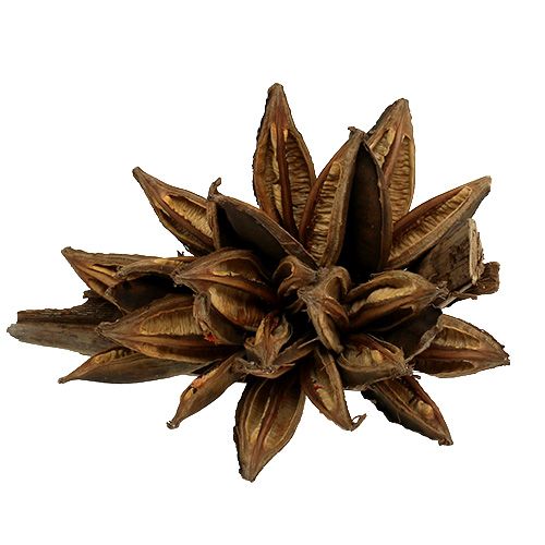 Floristik24 Wooden decoration Penca Sororoca Natural 1 pc