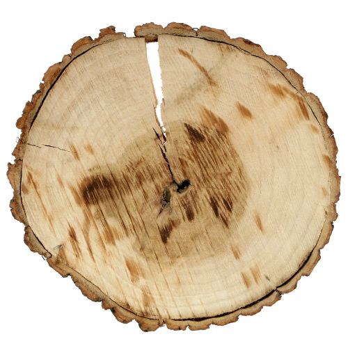 Floristik24 Wooden disc natural 20cm 2 pcs