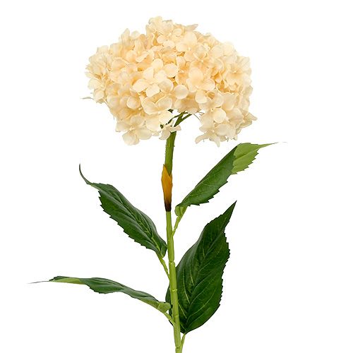 Floristik24 Hydrangea cream 80cm 1p