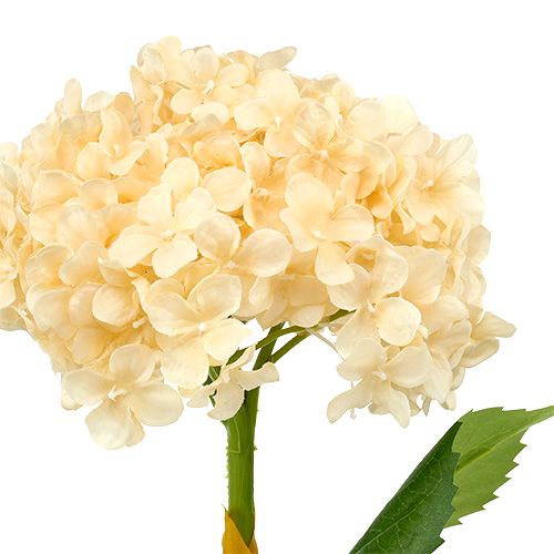 Floristik24 Hydrangea cream 80cm 1p