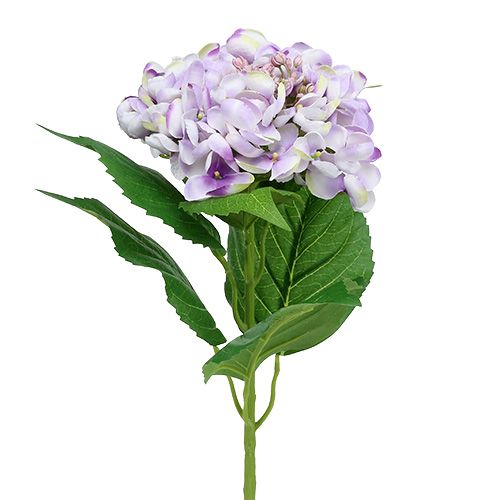 Hydrangea purple-white 60cm