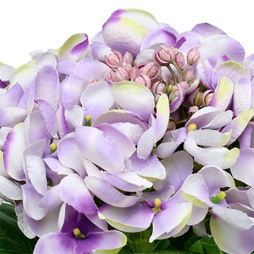 Product Hydrangea purple-white 60cm