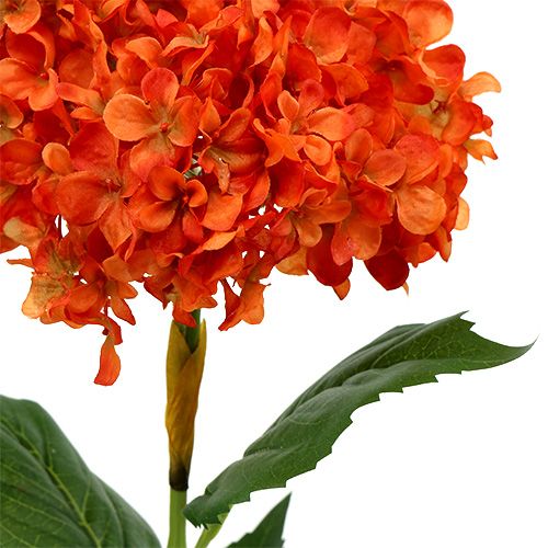 Floristik24 Hydrangea orange 80cm 1p
