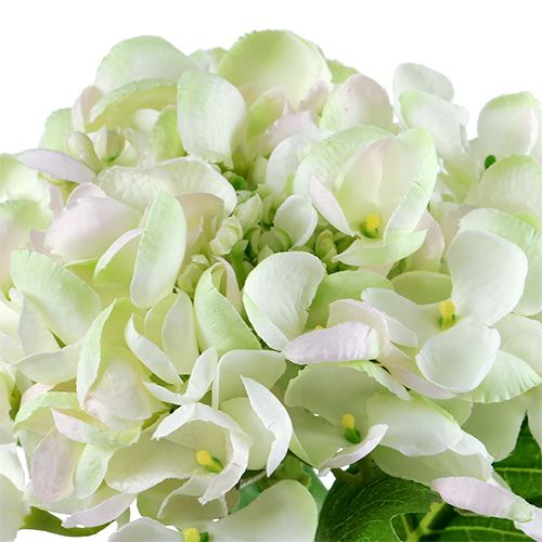 Hydrangea white-green 60cm | Floristik24.ie