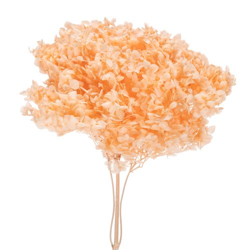 Floristik24 Hydrangea dried flower bouquet for elegant floral decorations at home, 65cm