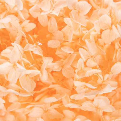 Product Hydrangea dried flower bouquet for elegant floral decorations at home, 65cm